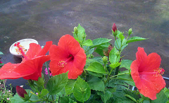 hibisukasu.jpg