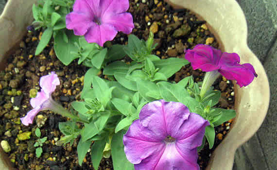 petunia.jpg
