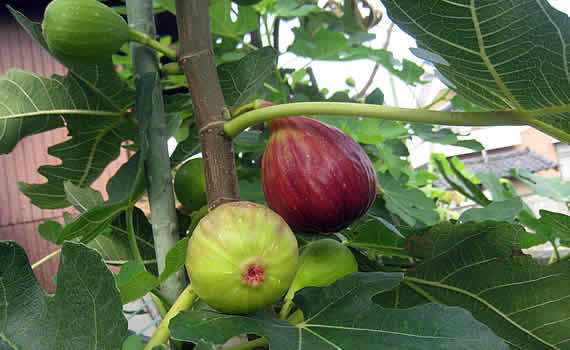 itijiku.jpg