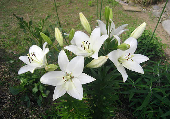 casablanka.jpg