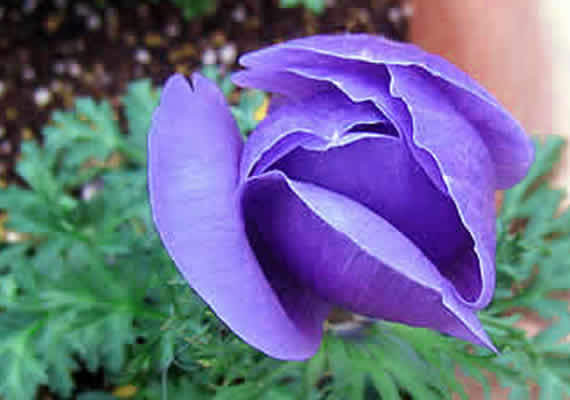 anemone.jpg