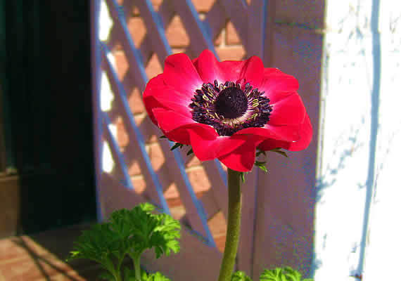 anemonehitoe.jpg