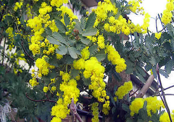 mimoza.jpg