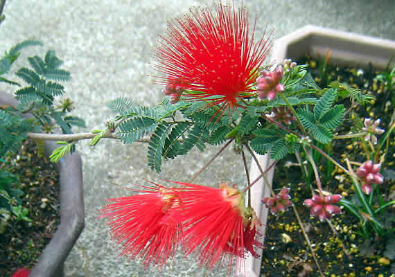 hinemu.jpg