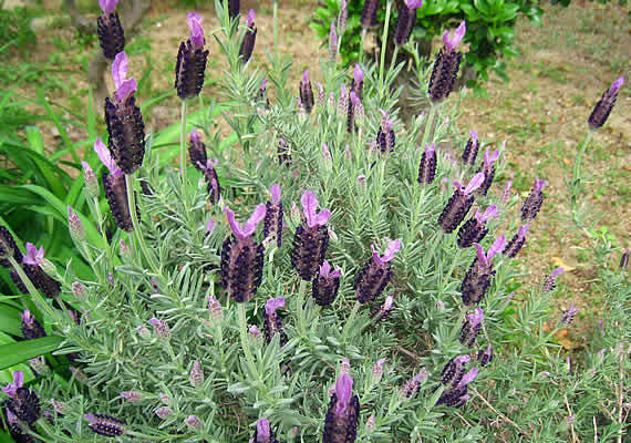 lavender.jpg