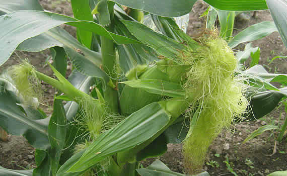 153006165255690758178_corn.jpg