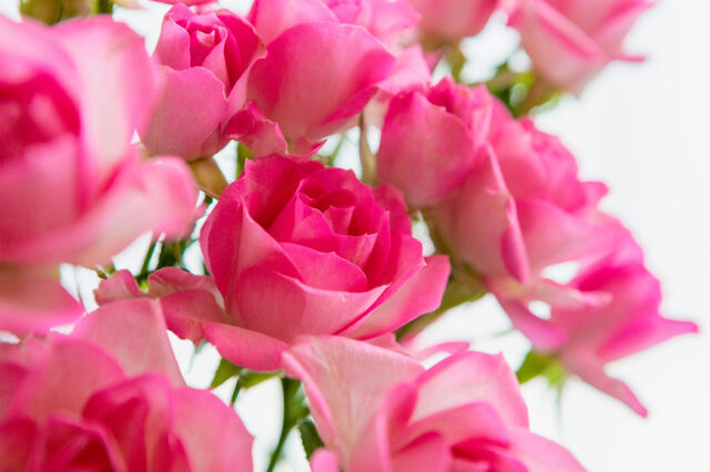 1550_flower_pink_rose_1802-1024x683.jpg