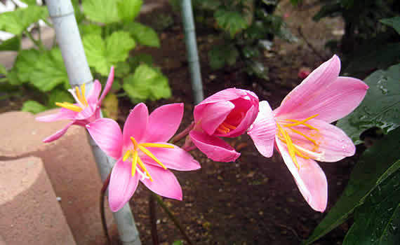 156134196363878843177_tamasudare.jpg