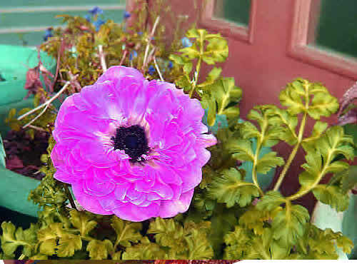 anemone.jpg