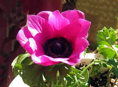 anemone.jpg