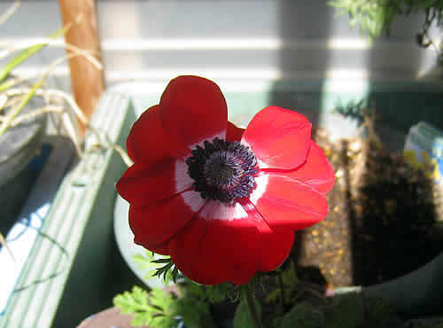 anemone2.jpg