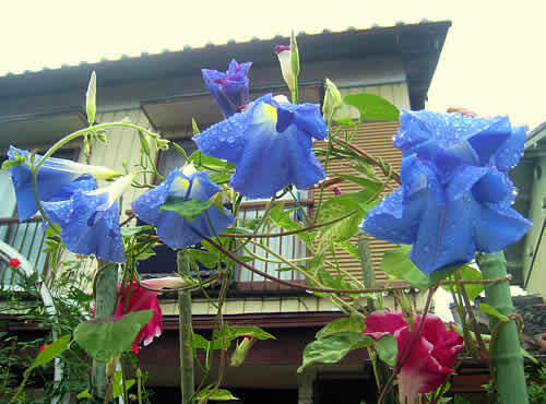 asagao.jpg