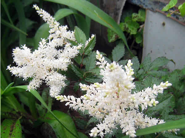 asutirube.jpg
