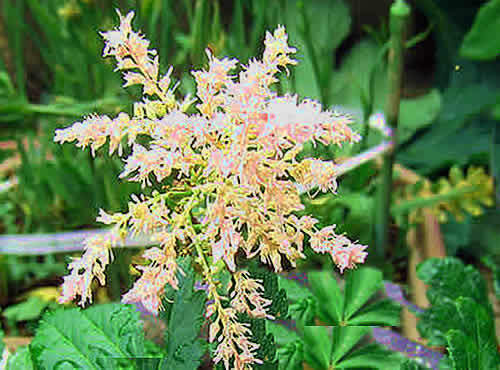 asutirube.jpg