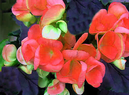 begonia.jpg