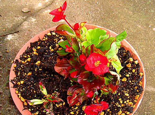 begonia.jpg