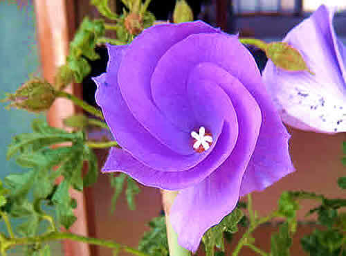 bluehaibisukasu.jpg
