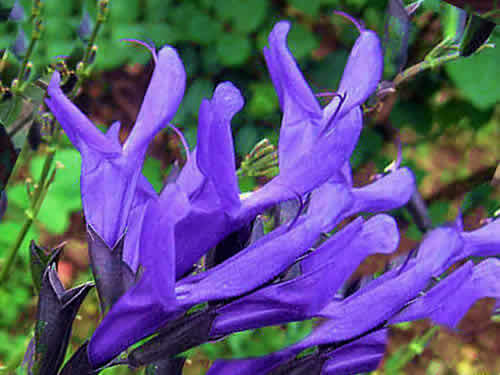 buru-bajiru.jpg