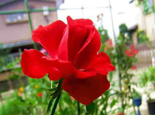 burugundo81.jpg