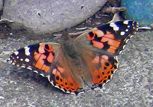 butterfly.jpg