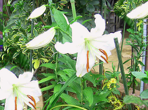 casablanka.jpg