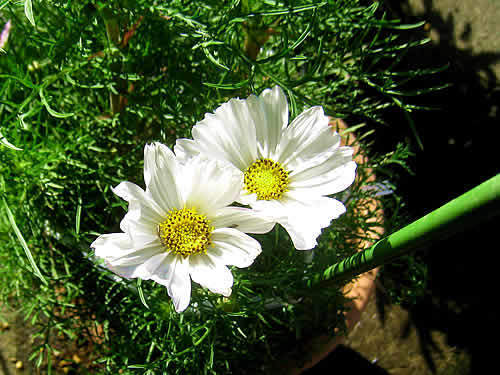 cosmos.jpg
