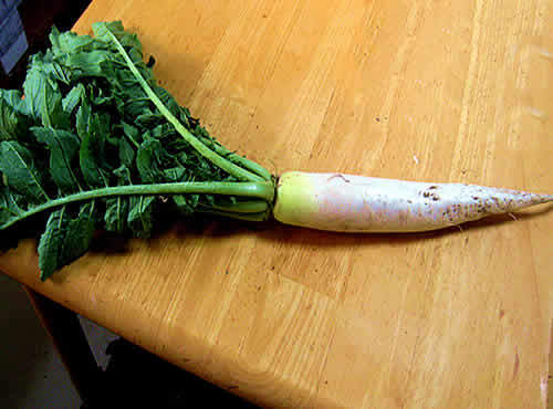 daikon.jpg