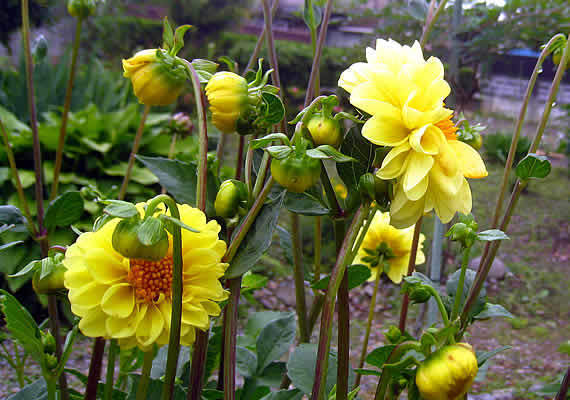 daria yellow.jpg