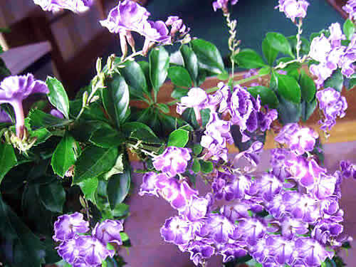duranta.jpg