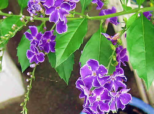 durantatakarazuka.jpg