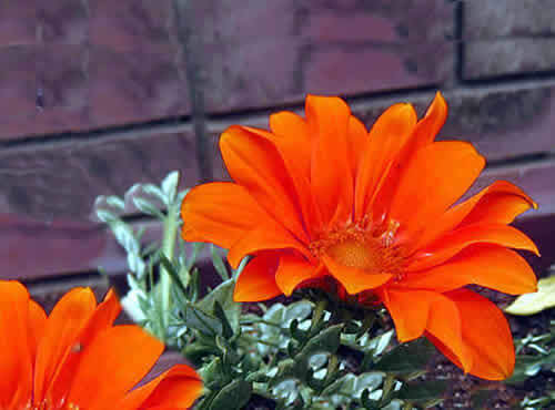 gazania.jpg