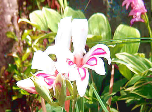 gurajioras.jpg