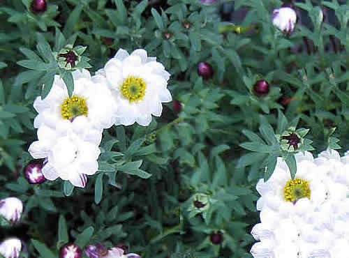 hanakanzasi.jpg