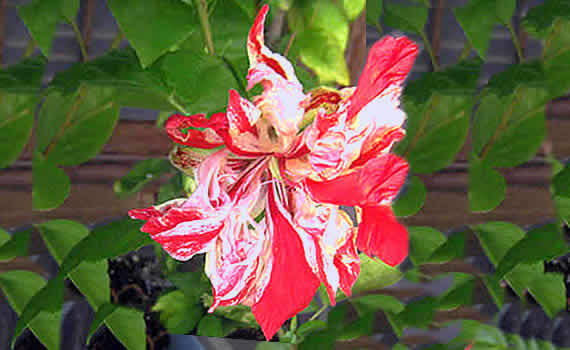 hibisu3.jpg