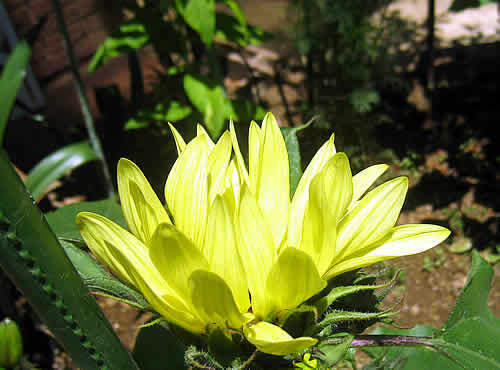 himawari-cdb7e-thumbnail2.jpg