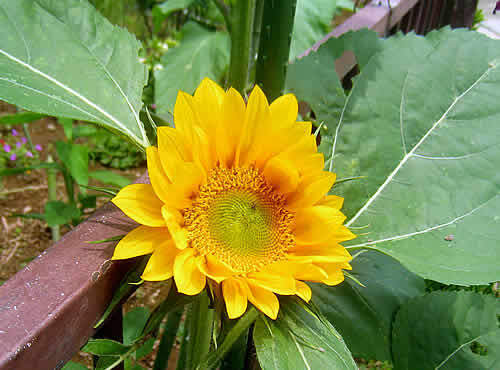 himawari1.jpg