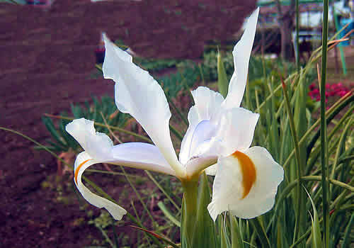 iris.jpg