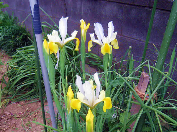 iris.jpg