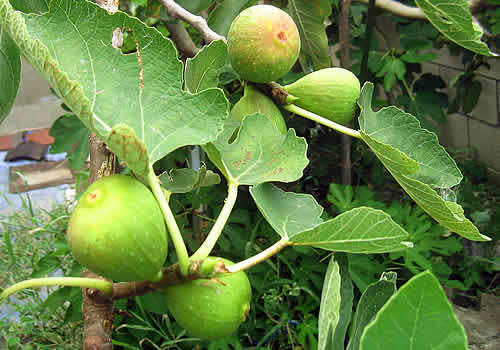 itijiku.jpg