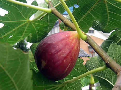 itijiku.jpg