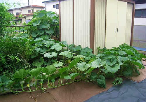 kabotyaturu.jpg