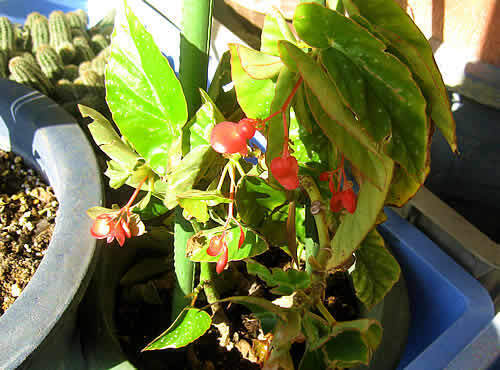 kidatibegonia.jpg