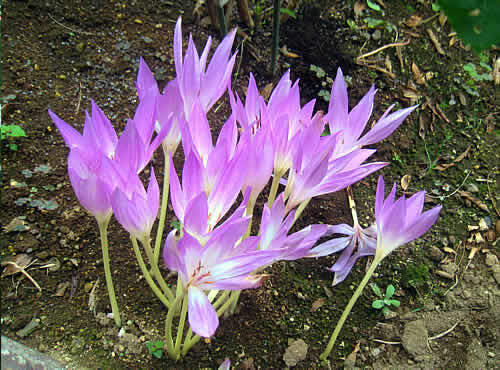 korutikamu.jpg