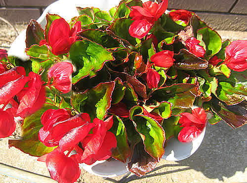 kyuukonbegonia.jpg