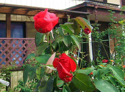 mariakarasu.jpg