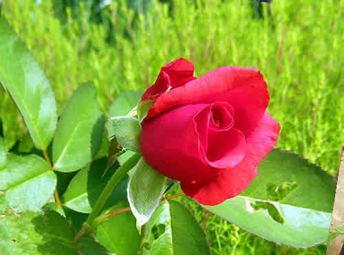 mariakarasu.jpg