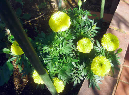marygold1.jpg