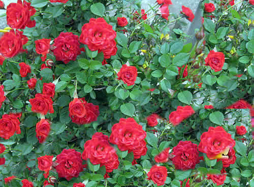 minirose2.jpg