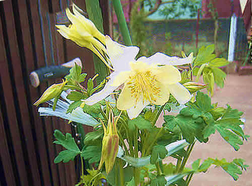odamaki-1.jpg