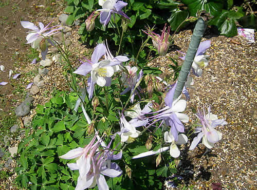 odamaki.jpg